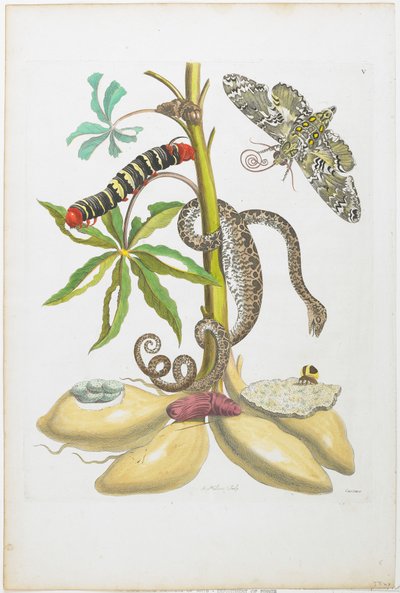 Serpent, chenille, papillon et insectes sur plante - Maria Sibylla Merian
